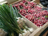 radis oignons_r�d.jpg (127110 Byte)